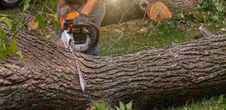 Best Tree Maintenance Programs  in Groveville, NJ