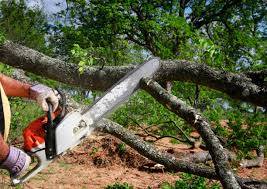 Best Tree and Shrub Care  in Groveville, NJ