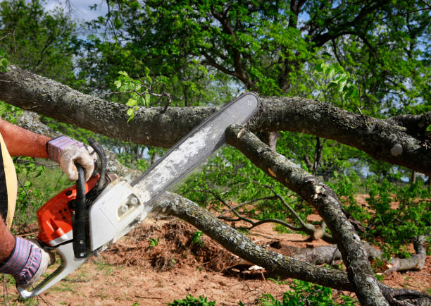 Best Tree Cabling and Bracing  in Groveville, NJ